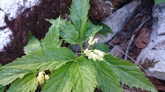 Cardamine enneaphyllos