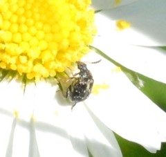 Bruchus luteicornis