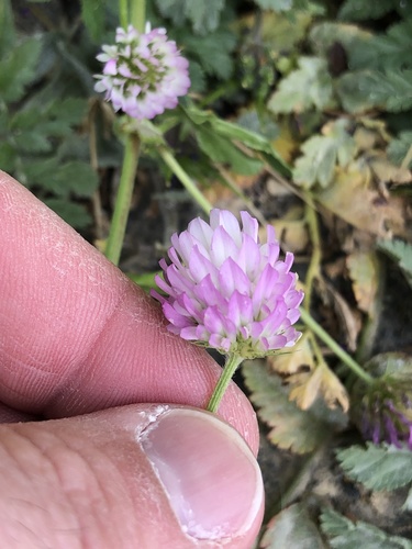 Gland clover (Trifolium glanduliferum)