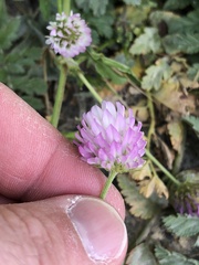 Trifolium glanduliferum