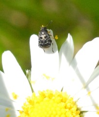 Bruchus luteicornis