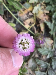 Trifolium glanduliferum