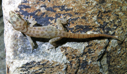 Pachydactylus carinatus