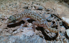 Richtersveld Gecko photo 3