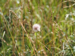 Allium suaveolens