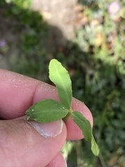 Trifolium glanduliferum