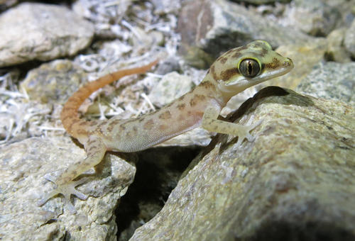 Richtersveld Gecko
