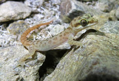 Richtersveld Gecko photo 2