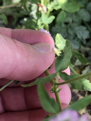 Trifolium glanduliferum