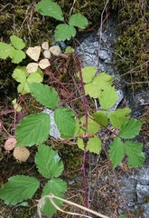 Rubus carpetanus