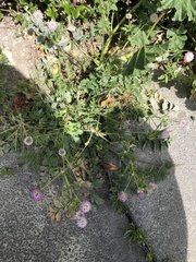 Trifolium glanduliferum