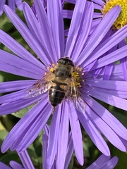 Eristalis tenax