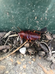 Periplaneta fuliginosa