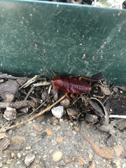 Periplaneta fuliginosa