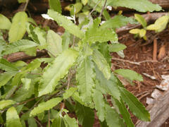 Brachylaena transvaalensis