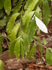 Brachylaena transvaalensis