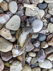 Zonotrichia albicollis