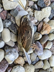 Zonotrichia albicollis