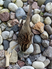 Zonotrichia albicollis