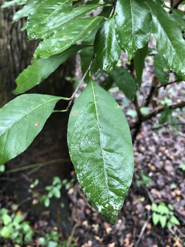 buckthorn bully (Sideroxylon lycioides)