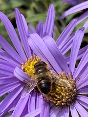 Eristalis tenax