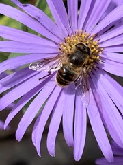 Eristalis tenax