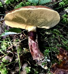 Suillus spectabilis