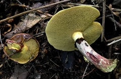Suillus spectabilis