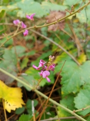 Desmodium laevigatum