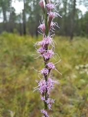 Liatris tenuifolia