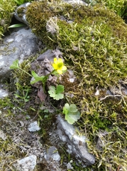 Ranunculus pygmaeus
