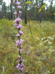 Liatris tenuifolia