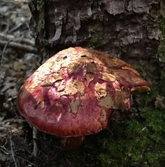 Suillus spectabilis