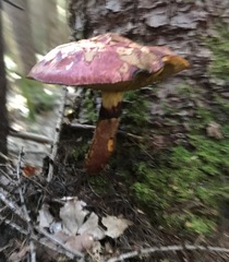 Suillus spectabilis