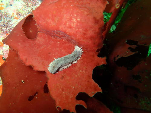 Cucumariidae