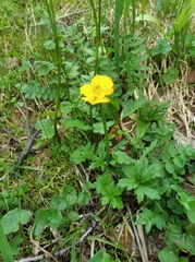 Trollius riederianus