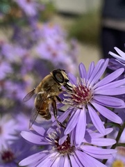 Eristalis tenax