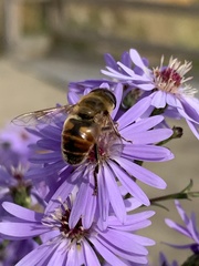 Eristalis tenax