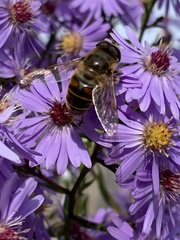 Eristalis tenax