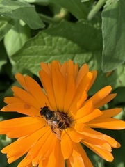 Eristalis tenax