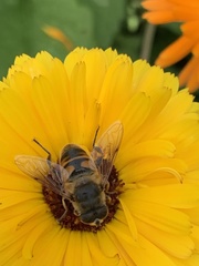 Eristalis tenax