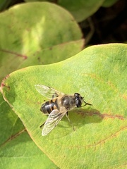 Eristalis tenax