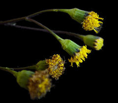 Senecio othonniflorus