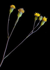 Senecio othonniflorus