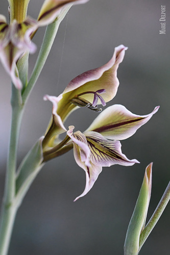 Gladiolus permeabilis