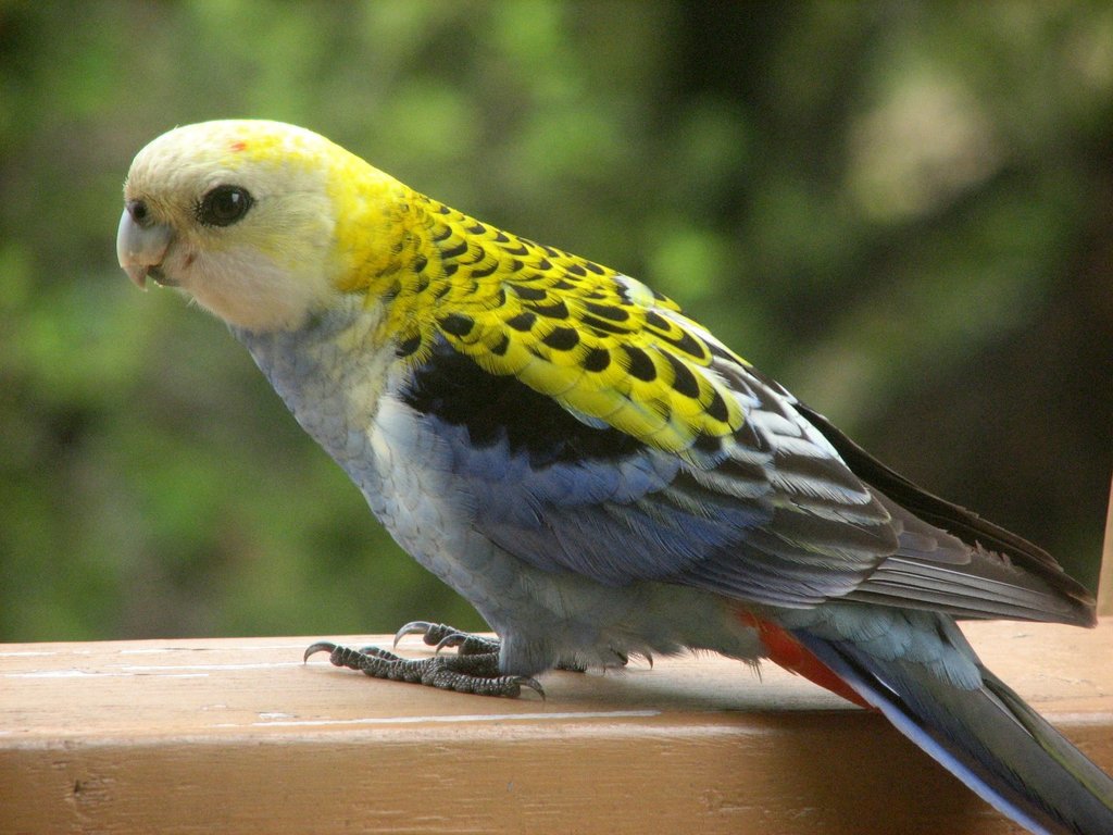 Pale-headed Rosella