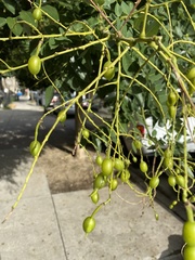 Styphnolobium japonicum