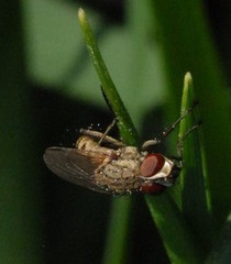 Leucophora