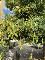 Styphnolobium japonicum