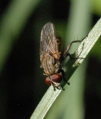 Leucophora